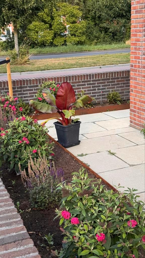 Ensete maurelli banaan tropische plant, Tuin en Terras, Planten | Tuinplanten, Vaste plant, Overige soorten, Volle zon, Zomer