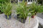 Siergrassen, Ophalen, Volle zon, Vaste plant, Siergrassen