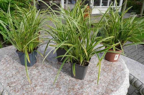 Siergrassen, Tuin en Terras, Planten | Tuinplanten, Vaste plant, Siergrassen, Volle zon, Zomer, Ophalen