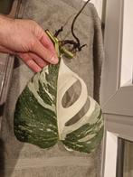Monstera Deliciosa Albo Variegata stekken, Ophalen, Overige soorten, Minder dan 100 cm