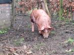 Prachtige biggen aangeboden van onze buitenvarkens!, Dieren en Toebehoren, Meerdere dieren, Varken, 0 tot 2 jaar