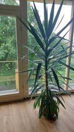 Grote Yucca planten, Ophalen, 200 cm of meer, In pot, Yucca