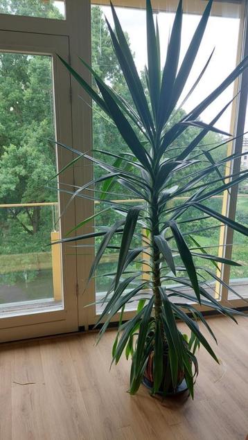 Grote Yucca planten beschikbaar voor biedingen