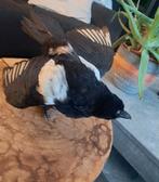 Taxidermie,Taxidermy Opgezette "Ekster" met open vleugels, Verzamelen, Dierenverzamelingen, Ophalen of Verzenden, Zo goed als nieuw