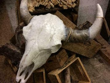Buffel Skulls met witte of zwarte hoorns ,  Grote aantallen beschikbaar voor biedingen
