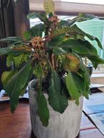 Grote Madagascar Jewel plant met pot, Ophalen