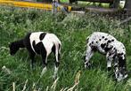 bonte jaarling ooien, Vrouwelijk, Schaap, 0 tot 2 jaar