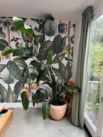 Strelitzia Kamerplant in Terracotta Pot, Huis en Inrichting, Kamerplanten, 100 tot 150 cm, Overige soorten, In pot, Groene kamerplant