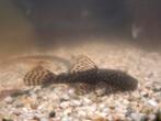 Borstelneus ancistrus te koop, Vis, Zoetwatervis
