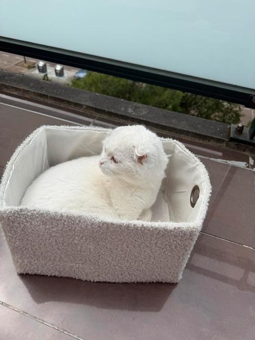Scottish Fold, Dieren en Toebehoren, Katten en Kittens | Overige Katten, Kater