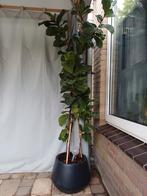 Ficus Lyrata (tabaksplant) 180cm in pot, Huis en Inrichting, Ophalen, Ficus, Halfschaduw, In pot