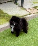 pomeriaan, teefje zwart, Keeshond, 8 tot 15 weken, Teef, Eén hond