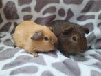 Jonge lieve cavia beertjes, Dieren en Toebehoren, Knaagdieren, Juni, Mannelijk, Cavia