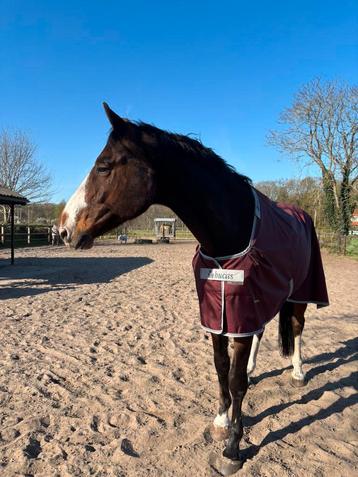 Bucas Atlantic Exclusive Turnout Light Wine maat 205 beschikbaar voor biedingen