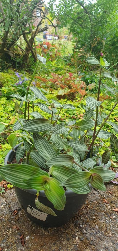 zeer snel groeiende callisia , zo mooi! Makkelijke plant, Huis en Inrichting, Kamerplanten, Overige soorten, Minder dan 100 cm