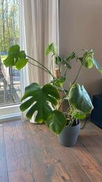 Monstera plant, Overige soorten, Minder dan 100 cm, Ophalen of Verzenden, Halfschaduw