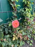 Klimrozen 45 st., Tuin en Terras, Planten | Tuinplanten, Ophalen, Klimplanten, Halfschaduw