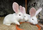 Lieve grote jonge witte DUITSE REUS konijnen, Dieren en Toebehoren, Mannelijk, Groot