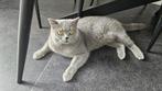 Prachtige Britse Korthaar, blauw – met gouden ogen inc Pass, Dieren en Toebehoren, Katten en Kittens | Raskatten | Korthaar, Poes