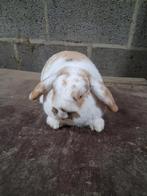 Dwergkonijn, Mannelijk, Dwerg, Hangoor, 0 tot 2 jaar