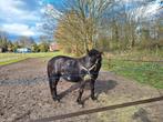 Bijrijder/leaser gezocht voor lieve, Dieren en Toebehoren, Paarden en Pony's | Overige Paardenspullen, Ophalen