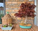 Bonsai Acer Palmatum (Atropurpureum), Tuin en Terras, Planten | Bomen, Minder dan 100 cm, Overige soorten, Ophalen
