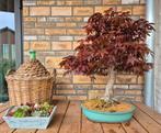 Bonsai Acer Palmatum (Atropurpureum), Minder dan 100 cm, Overige soorten, Ophalen