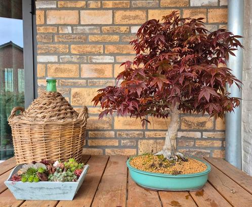 Bonsai Acer Palmatum (Atropurpureum), Tuin en Terras, Planten | Bomen, Overige soorten, Minder dan 100 cm, Ophalen