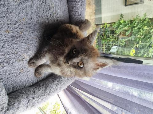 100% Main Coon kitten, Dieren en Toebehoren, Katten en Kittens | Raskatten | Langhaar, Meerdere dieren, 0 tot 2 jaar, Gechipt