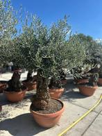Unieke Olijf Bonsai in schaal, Vaste plant, Halfschaduw, Zomer, Ophalen