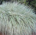 Miscanthus sinensis ‘Rigoletto’ – Bonte Siergras, Ophalen of Verzenden, Zomer, Siergrassen, Halfschaduw