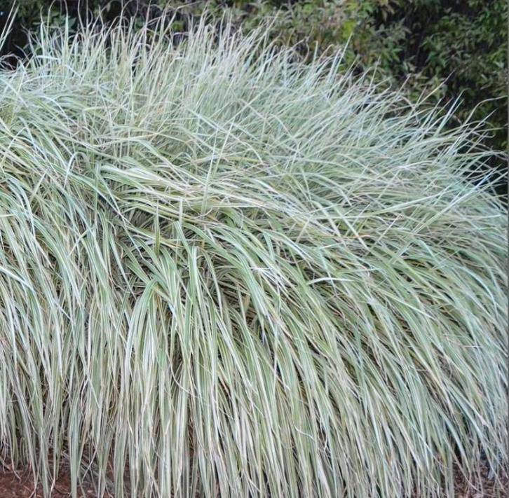 Miscanthus sinensis ‘Rigoletto’ – Bonte Siergras, Tuin en Terras, Planten | Tuinplanten, Siergrassen, Halfschaduw, Zomer, Ophalen of Verzenden
