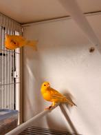 Waterslagers, Mannelijk