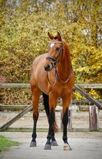 Mooie 4 jarige ruin echte dressuurbelofte, Dieren en Toebehoren, Paarden, Ruin, Dressuurpaard, 3 tot 6 jaar