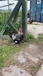 Dubbel gezoomde haan, Dieren en Toebehoren, Pluimvee, Mannelijk, Kip