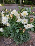 Dahlia knollen ruilen, Ophalen, Volle zon, Knol