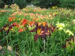 Daglelie hemerocallis ideale winterharde zomer bloeiende, Zomer, Vaste plant, Bodembedekkers, Ophalen of Verzenden