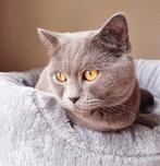 Lieve britse korthaar gecastreerde kater, Dieren en Toebehoren, Kater