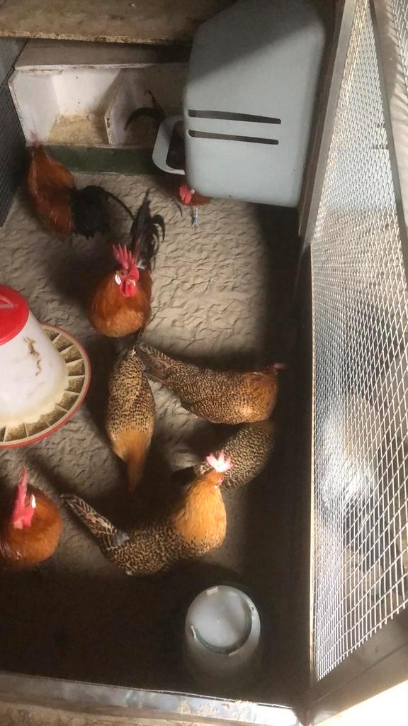 Groninger meeuw kriel broedeieren ., Dieren en Toebehoren, Pluimvee, Kip, Meerdere dieren