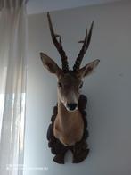 Te koop: kapitale Reebok! Xxl gewei!, Verzamelen, Dierenverzamelingen, Ophalen of Verzenden, Zo goed als nieuw, Hert, Gewei of Kop