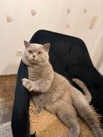 Britse Korthaar Dekkater, Dieren en Toebehoren, Katten en Kittens | Dekkaters, 3 tot 5 jaar
