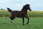 Mooi Welsh sectie C hengstveulen, Dieren en Toebehoren, Paarden, Hengst, Minder dan 160 cm, 0 tot 2 jaar