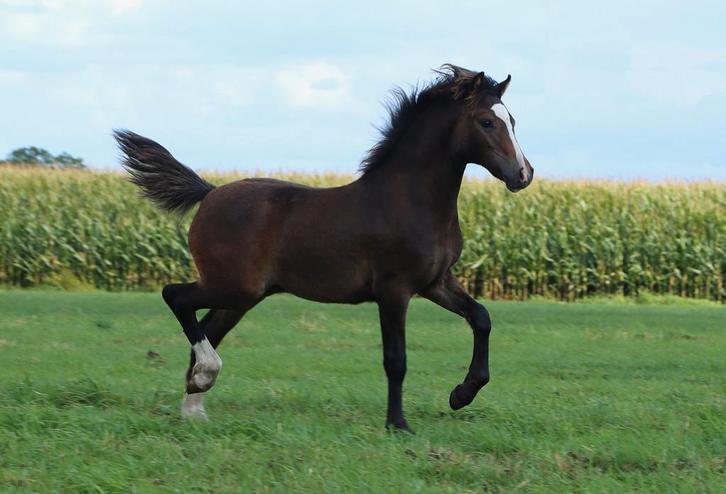 Mooi Welsh sectie C hengstveulen, Dieren en Toebehoren, Paarden, Hengst, Minder dan 160 cm, 0 tot 2 jaar