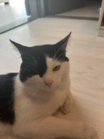 Gratis, Dieren en Toebehoren, 0 tot 2 jaar