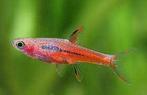 Boraras brigittae - Chili Rasbora - Koidream Valburg, Dieren en Toebehoren, Vis, Zoetwatervis