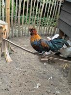Padua haan, Dieren en Toebehoren, Pluimvee, Mannelijk, Kip