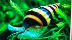 Ruilen groene en zwarte aquarium garnalen en helena slakken., Dieren en Toebehoren, Vissen | Aquariumvissen, Slak of Weekdier
