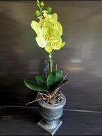 Prachtige orchidee, Ophalen of Verzenden, Overige soorten, Volle zon
