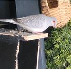 1 diamantduif, Vrouwelijk