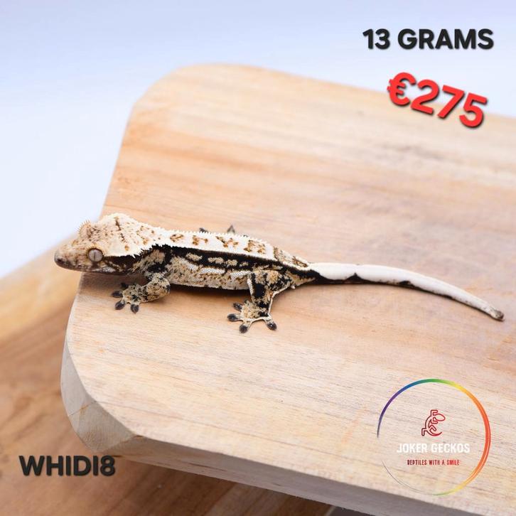 Wimpergekko Correlophus ciliatus JOKERGECKOS